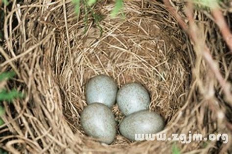 夢見鳥蛋|夢到鳥蛋